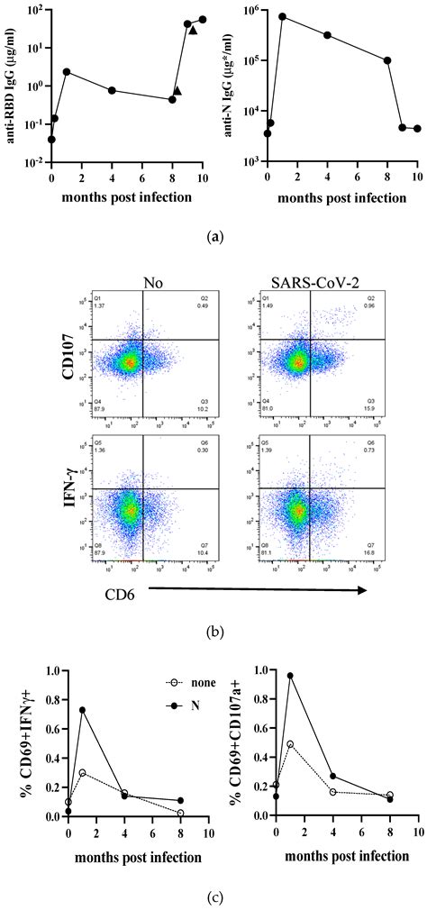 SARS-CoV-2-Specific Immune Responses in Vaccination and Infection ...