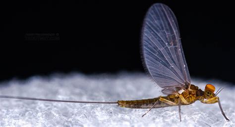 Mayfly Genus Baetis (Blue-Winged Olives)