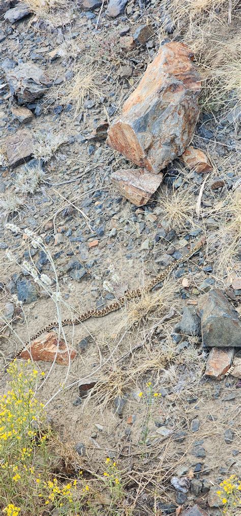 Almost accidentally stepped on this guy today. Gopher Snake? (AZ) : r ...