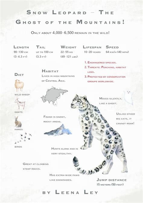 Snow Leopard | Снежный барс, Фотографии животных, Детеныши животных