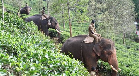 பந்தலூரில் காட்டு யானைகளை விரட்ட கும்கிகள் வரவழைப்பு | Kumkis Summoned ...