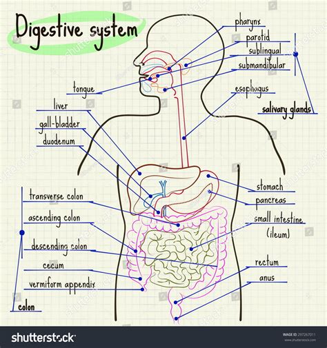 Man Digestive System Images