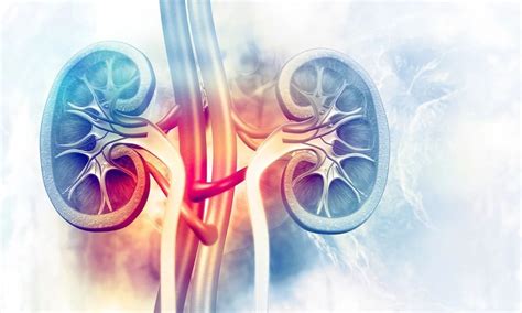 Oral Nicorandil attenuates contrast-induced nephropathy in patients ...