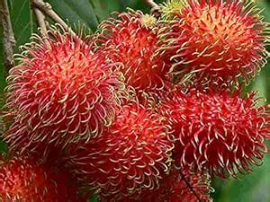 Haritham Grafted Exotic Fruit plant Red Rambutan N18 variety 1 healthy ...