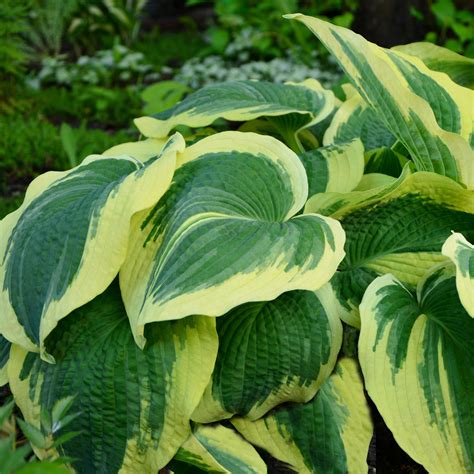 Hosta Plants For Sale Online at Frank Duke blog