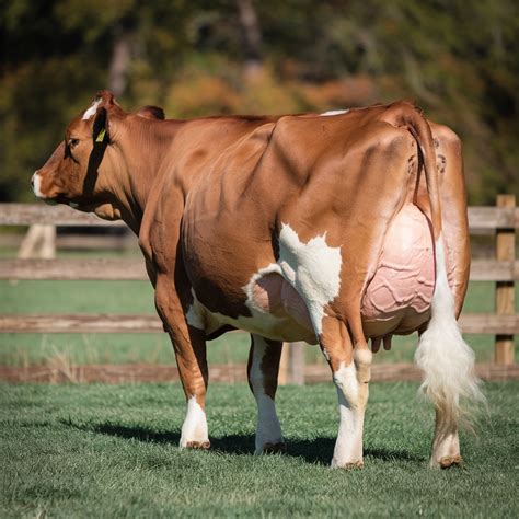 The Story of Kared and Milk Fever - Dairyverse