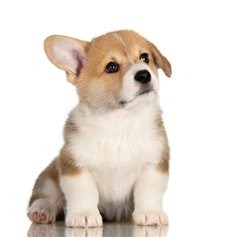 Why Does Only One Of My Dogs Ears Stand Up