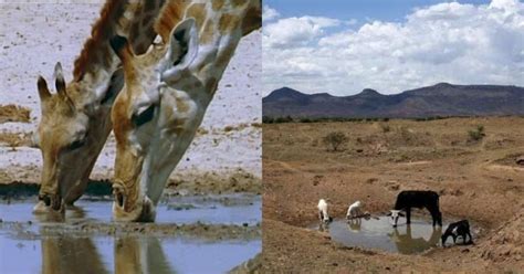 Amidst Severe Water Crisis, Namibia Govt Forced To Auction 1,000 Wild ...