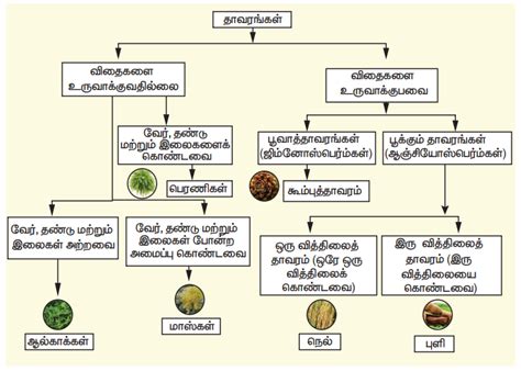 தாவரங்களின் வகைப்பாடு - வகைப்பாட்டியலின் அடிப்படைகள் | இரண்டாம் பருவம் ...