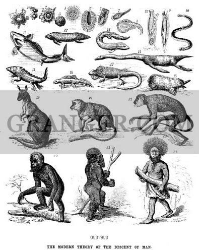 Men Evolution Chart 的图像结果