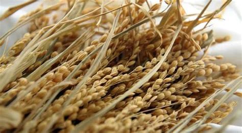 稻谷怎样形成大米的,稻谷是如何变成大米的,稻谷变成大米怎么说_大山谷图库