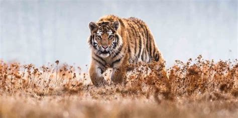 International Nature Conservation Day के दिन लें प्रकृति को बेहतर बनाने ...