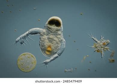 Flea Microscope 的图像结果