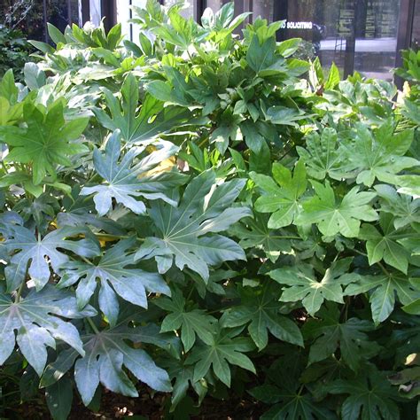 Aralia, Japanese | AustinTexas.gov