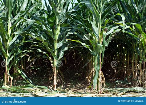 Corn Stalks stock photo. Image of crop, cultivated, biofuel - 10745094