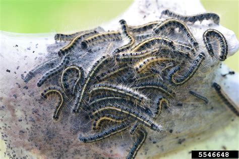 Eastern Tent Caterpillars and Forest Tent Caterpillars on Trees ...