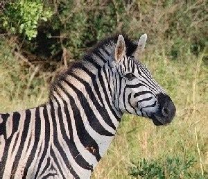 Image result for String Python Example