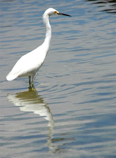 White Heron Free Stock Photo - Public Domain Pictures