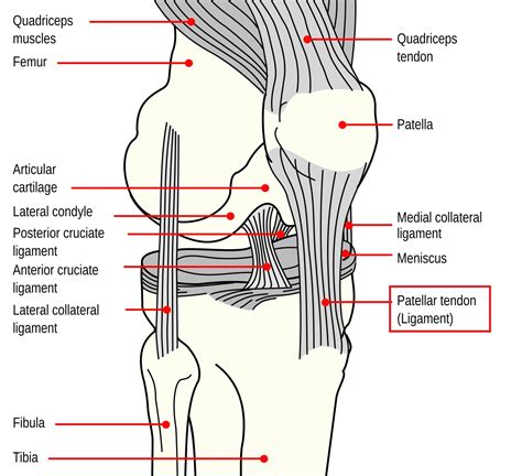 Knee Tendon Anatomy