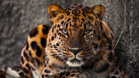 Chingum The 10 Rarest Animals In The World