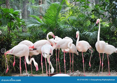 Group of Flamingo stock photo. Image of landscape, animal - 27101292