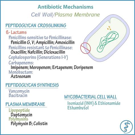 Kuvatulokset haulle plasma membrane facts
