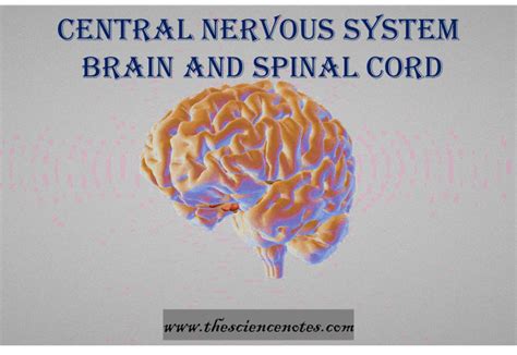 Central Neuron System 的图像结果