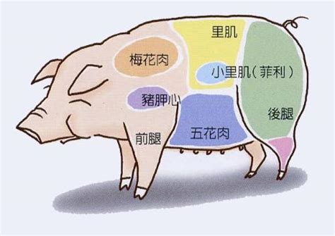 猪槽头肉长什么样子的？槽头肉为什么不能吃？