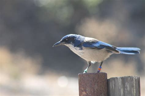 Smithsonian Insider – Drought slows wildlife reproduction on California ...