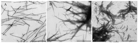 Investigation of α-Synuclein Amyloid Fibrils Using the Fluorescent ...