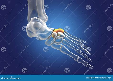 Human Foot Anatomy. Cuboid Bone of the Foot Stock Illustration - Illustration of joint ...