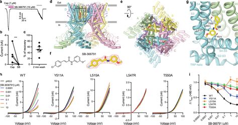 Trpv1structure Illustration 的图像结果