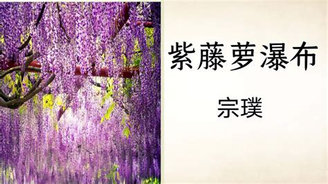 经典散文欣赏《紫藤萝瀑布》，宗璞
