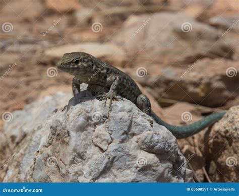 Dragonera Lizards Podarcis Lilfordi Stock Image - Image of islands ...