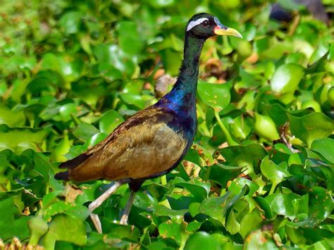 Bronze-winged Jacana - eBird