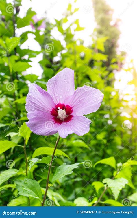 Korean National Flower in the Name Rose of Sharon or Mugunghwa Flower ...