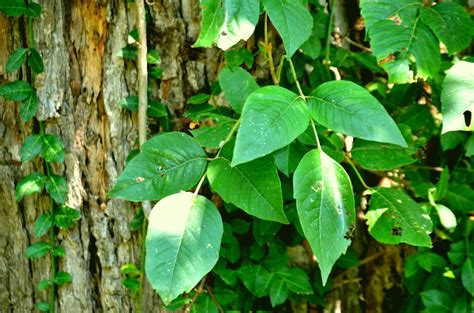 Identifying Poison Ivy — Mighty Fine Tree Care