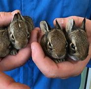 Image result for Newborn Wild Baby Bunnies