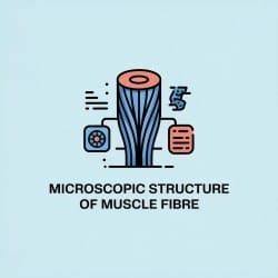 Microscopic Structure of Muscle Fibre - Physical Education for UGC NET