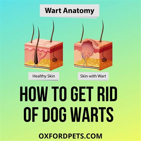 How to Get Rid of Dog Warts At Home Naturally - Oxford Pets