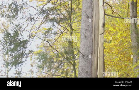 Lightning Tree 的图像结果