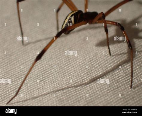 Western Black Widow (Latrodectus hesperus Stock Photo - Alamy