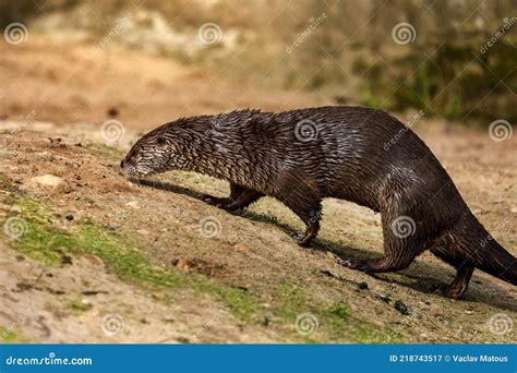North American River Otter, Lontra Canadensis, Sniffs about Prey on Sandy River Bank. Brown Fur ...
