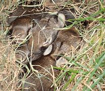 Image result for Where Do Rabbits Nest