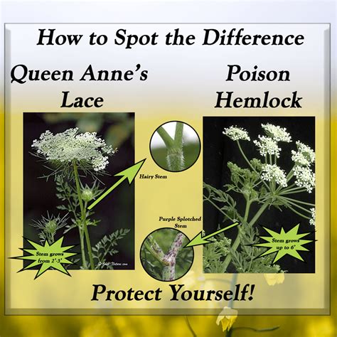 Spotting the Difference Between Queen Anne's Lace and Poison Hemlock