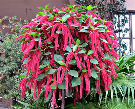 Green Paradise ® Acalypha hispida the chenille live plant long red ...