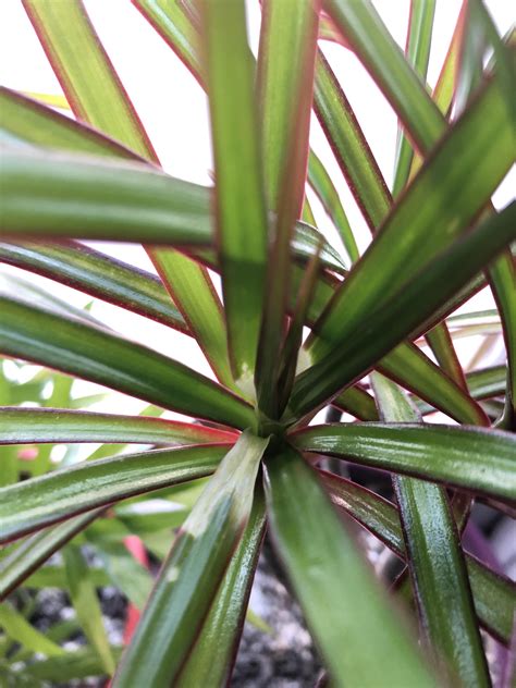Dracaena marginata care and propagation – Artofit