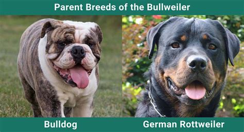 Bullweiler (English Bulldog & Rottweiler Mix): Pictures, Info & Care ...