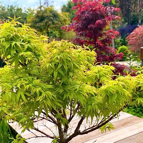 Japanese Maple Small