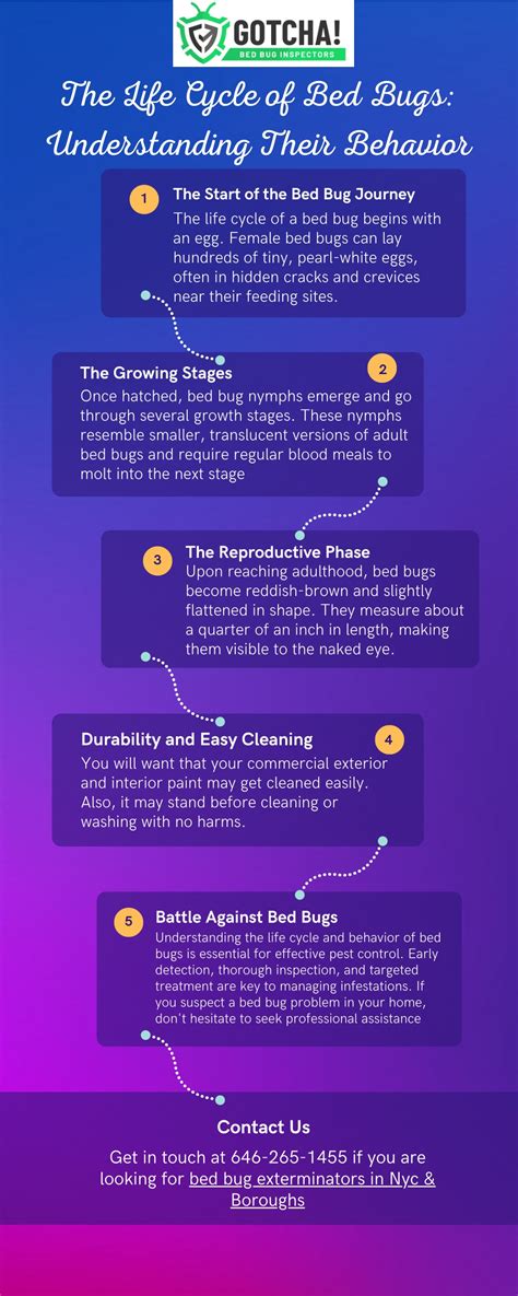 PPT - The Life Cycle of Bed Bugs Understanding Their Behavior PowerPoint Presentation - ID:12486292